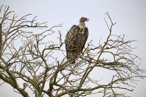 Sperbergeier / Rüppell's vulture (Gyps rueppelli)