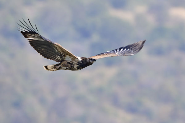 Steinadler / Golden eagle (Aquila chrysaetos)