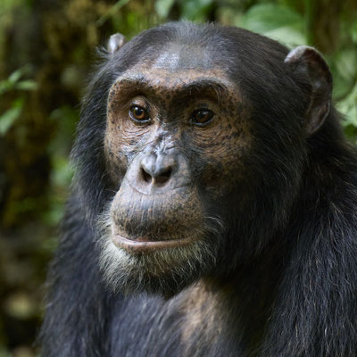 Schimpanse / Chimpanzee (Pan troglodytes)
