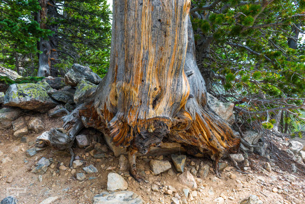 Old Tree - Rocky Mountain National Park -, Colorado - 2016