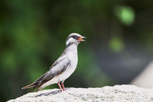 Halsband-Brachschwalbe / Rock pratincole (Glareola nuchalis)