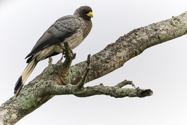 Bindenlärmvogel / Eastern plantain-eater (Crinifer zonurus)