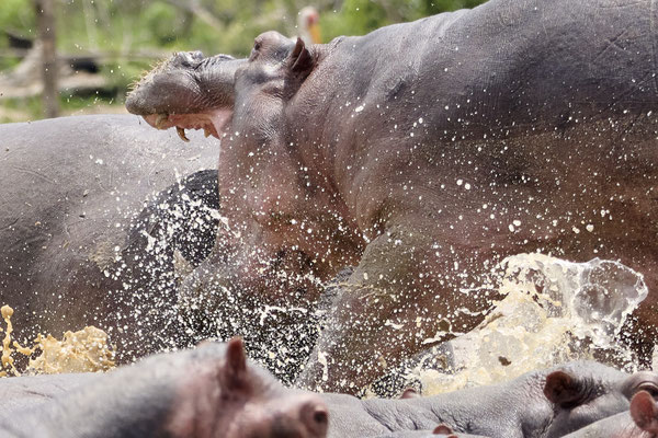 Flusspferd / Hippopotamus  (Hippopotamus amphibius)