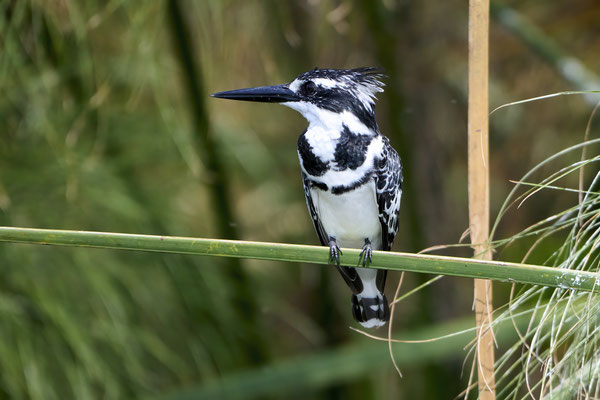 Graufischer / Pied kingfisher (Ceryle rudis)