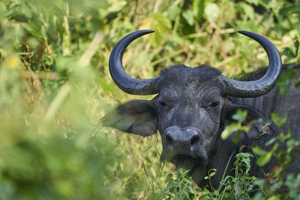 Afrikanischer Büffel / Cape buffalo (Syncerus caffer)
