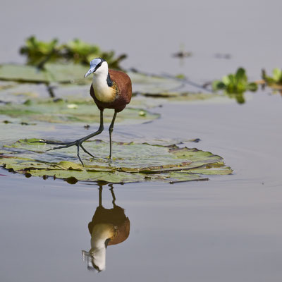 Blaustirn-Blatthühnchen / African jacana (Actophilornis africanus)