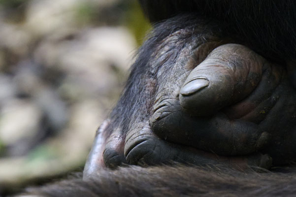 Schimpanse / Chimpanzee (Pan troglodytes)
