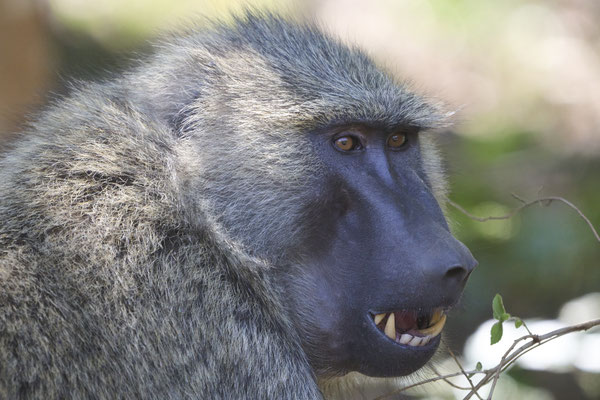 Pavian / Baboon (Papio)