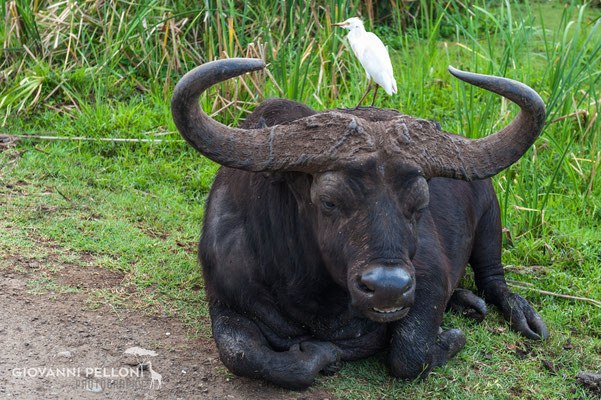 African buffalo with white heron (Kaffernbüffel mit weissem Reiher) 