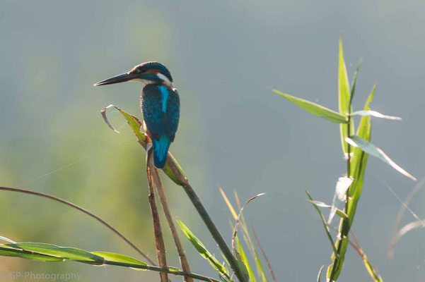 White-throated kingfisher, Chitwan National Park, Nepal, 2013