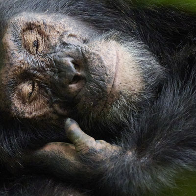 Schimpanse / Chimpanzee (Pan troglodytes)
