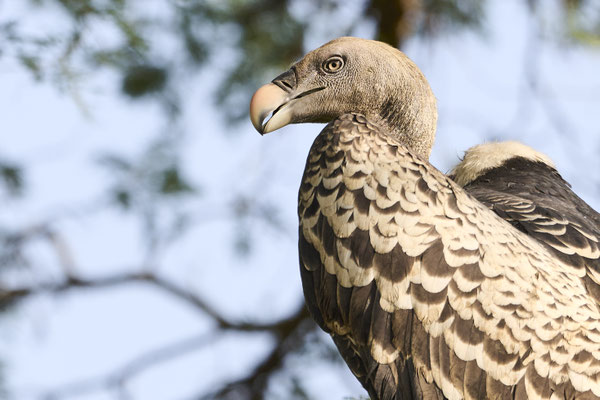 Sperbergeier / Rüppell's vulture (Gyps rueppelli)