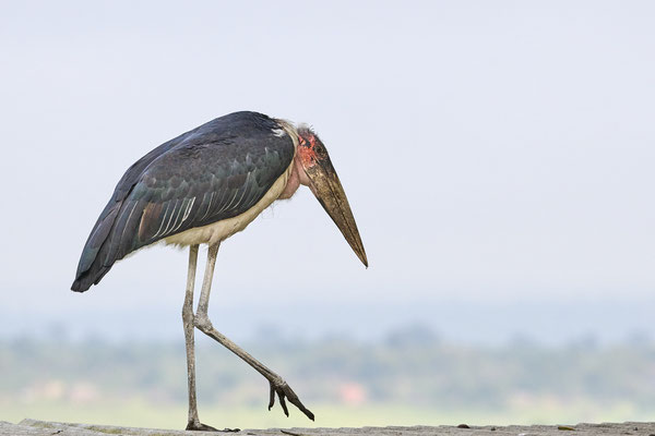 Marabu / Marabou stork (Leptoptilos crumenifer)