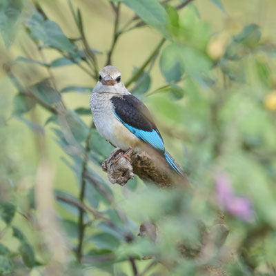 Braunkopfliest / Brown-hooded kingfisher (Halcyon albiventris)