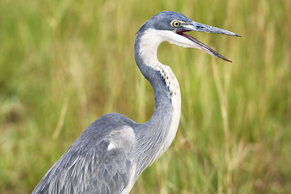 Schwarzhalsreiher / Black-headed heron (Ardea melanocephala)