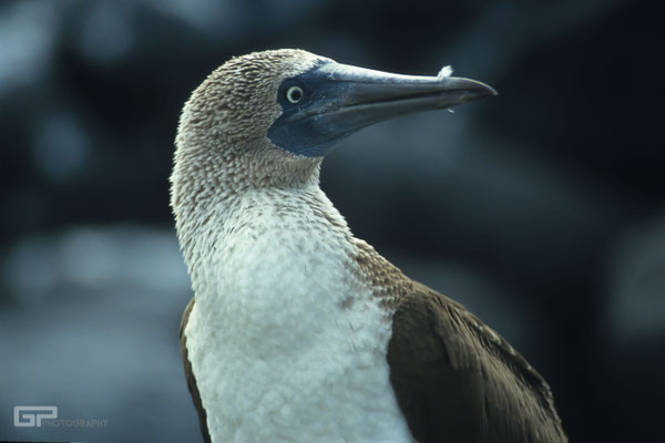 Blue-footed Booby - Galapagos, Ecuador - 1995