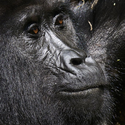 Berggorilla / Mountain gorilla (Gorilla beringei beringei)