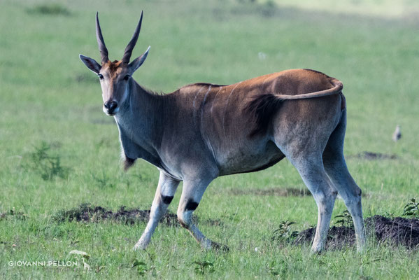 Eland (Eland Antilope)