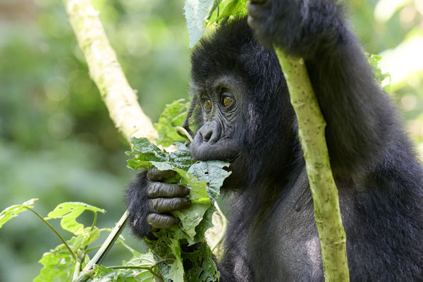 Berggorilla / Mountain gorilla (Gorilla beringei beringei)