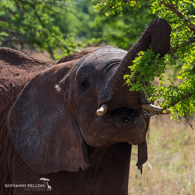 Elephant (Elefant)