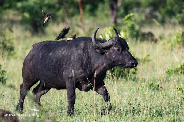 African buffalo (Kaffernbüffel)