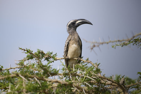 Grautoko auch Weißschopftoko African grey hornbill (Lophoceros nasutus)