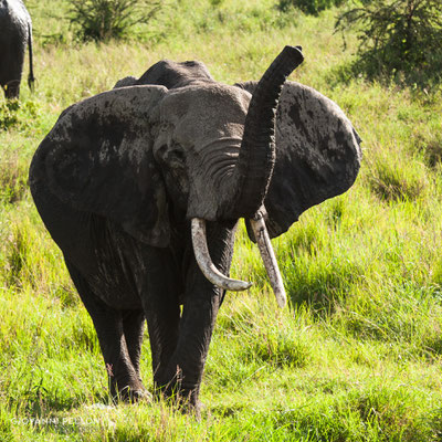 Elephant (Elefant)