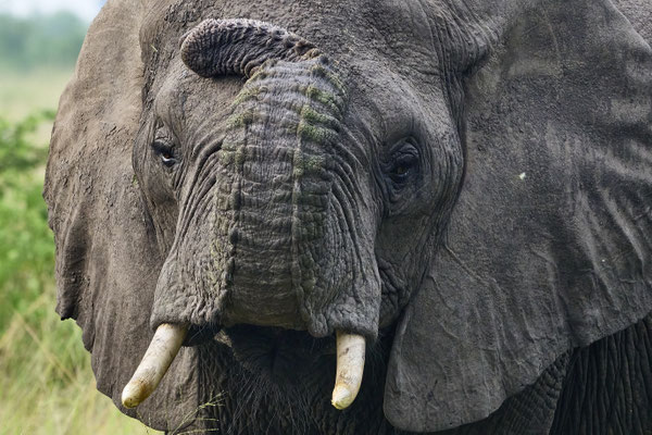 Afrikanische Savannen-Elefant / African savanna elephant (Loxodonta africana)