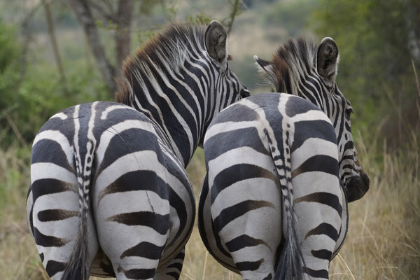 Zebras (Hippotigris) 