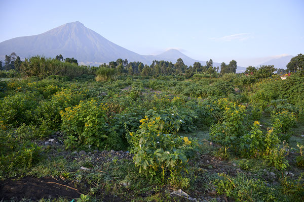 Muhabura Vulkan in den Virunga Bergen