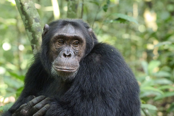 Schimpanse / Chimpanzee (Pan troglodytes)