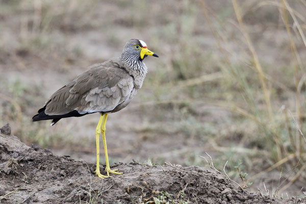 Senegalkiebitz / African wattled lapwing (Vanellus senegallus)