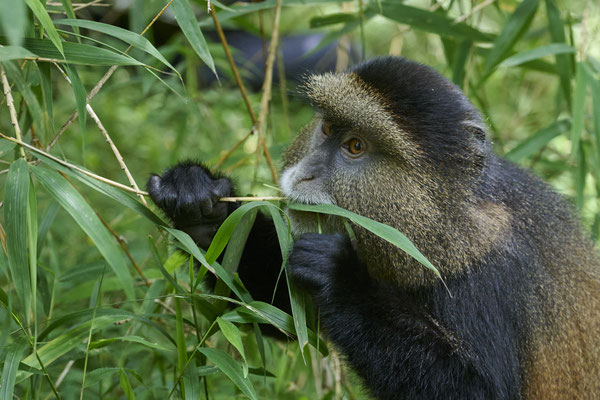 Goldmeerkatze / Golden monkey (Cercopithecus mitis kandti)