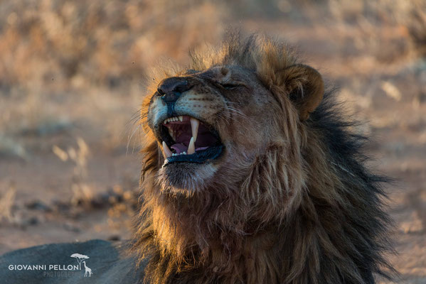 Male lion (Löwenmännchen)