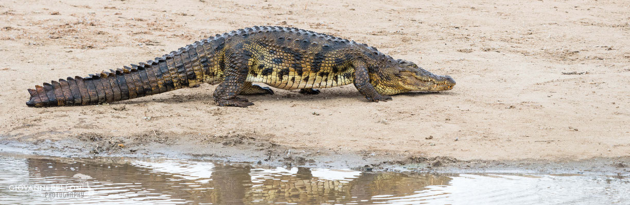 Nile crocodile (Nilkrokodil)