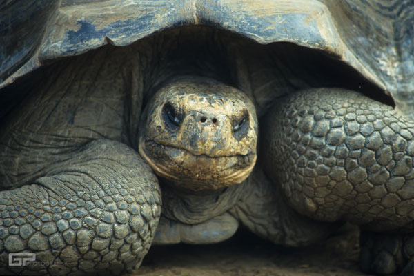 Galápagos giant tortoise- Galapagos, Ecuador - 1995