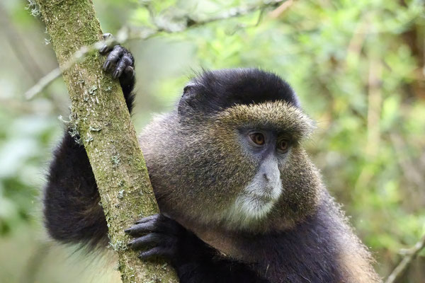Goldmeerkatze / Golden monkey (Cercopithecus mitis kandti)