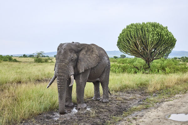 Afrikanische Savannen-Elefant / African savanna elephant (Loxodonta africana)