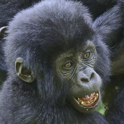 Berggorilla / Mountain gorilla (Gorilla beringei beringei)