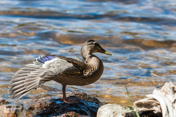 Duck - Bierstadt Lake - Rocky Mountain National Park - 2016
