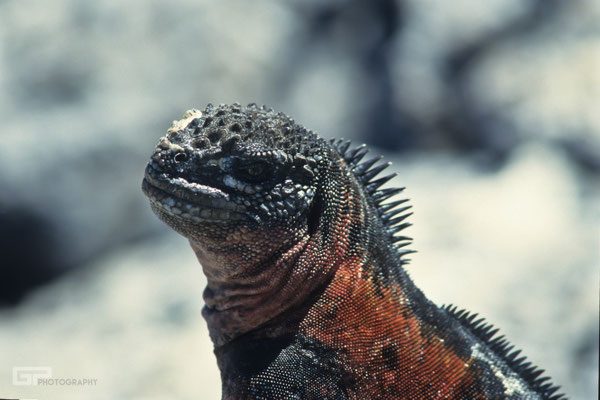 Marine Iguana (Amblyrhynchus cristatus) - Galapagos, Ecuador - 1995