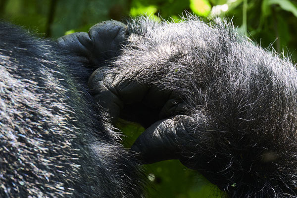 Berggorilla / Mountain gorilla (Gorilla beringei beringei)