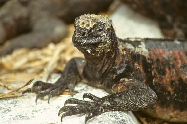 Marine Iguana (Amblyrhynchus cristatus) - Galapagos, Ecuador - 1995