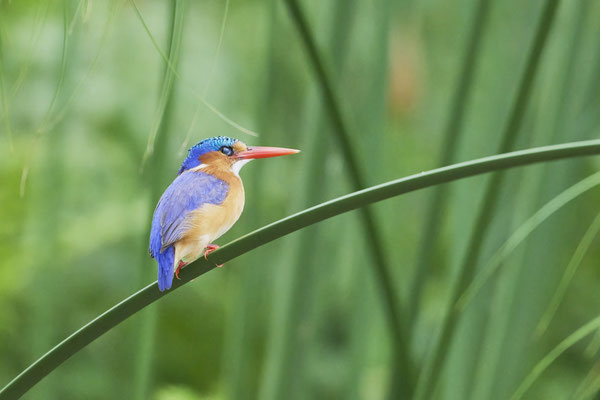 Haubenzwergfischer / Malachite kingfisher (Corythornis cristatus)
