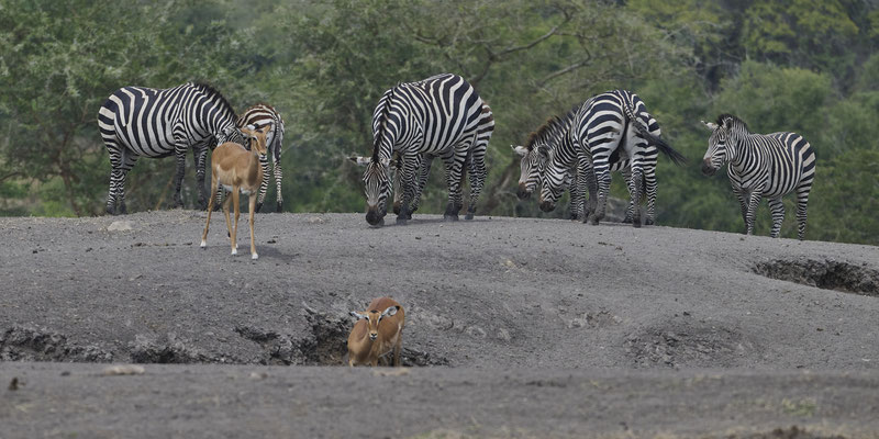 Zebras (Hippotigris) 
