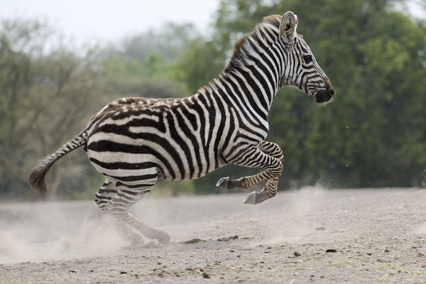 Zebras (Hippotigris) 