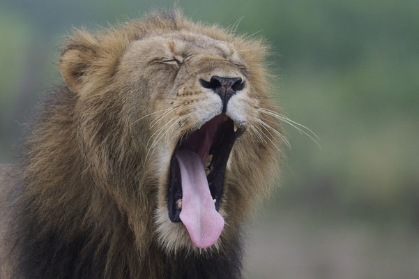 Löwe / Lion (Panthera panthera)