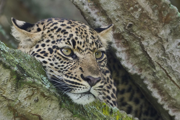 Leopard / Leopard (Panthera pardus) auf einer Kandelaber-Wolfsmilch (Euphorbia Candelabrum)