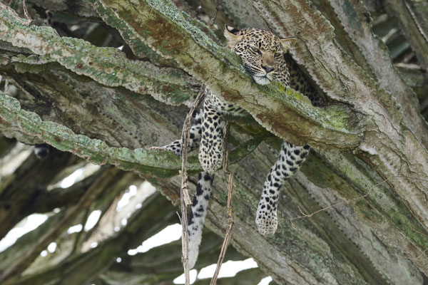 Leopard / Leopard (Panthera pardus) auf einer Kandelaber-Wolfsmilch (Euphorbia Candelabrum)