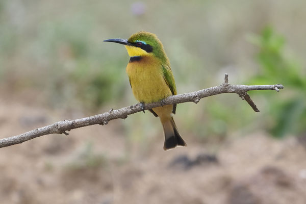 Zwergspint / Little bee-eater (Merops pusillus)